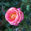 id:roku666roku