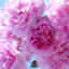 id:rose-saty