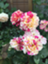 id:rosegarden2017