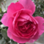 id:rosepoint1224