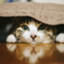 id:sakamotokatsunao