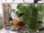 id:sakana-siiku