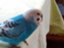 id:sakana898