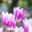 id:sakura-sakura-2025