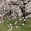 id:sakura7hon