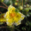 id:sakura8haru