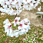 id:sakura_r40409