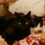 id:sakuracat-kuro-bun-yuki
