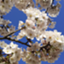 id:sakuragasakukoro