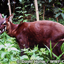 id:saola124