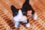 id:saruyamidou