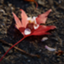 id:sceve