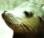 id:sealion090688