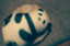 id:sedoridejiritsu