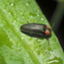 id:seishibotaru