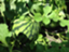 id:semimana