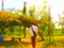 id:sevenstarharu