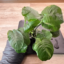 id:shade-plant-log