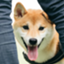 id:shiba-kenshin-dog