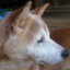 id:shiba-kotaro