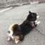 id:shibainu1126