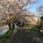 id:shimasachi