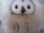 id:shinobunbun