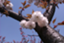 id:shinseisei