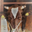 id:shiotani-ranch