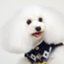 id:shirokumapoodle