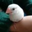 id:shirosusagi
