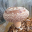 id:shiruicha