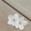 id:shizukaninemuru