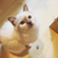 id:shizuruchan