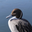 id:shuji_yamakage