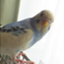 id:shysweeper