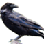 id:simadorikarasu