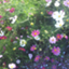 id:sinnrisihaippannjinn