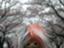 id:sinotsuki