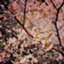 id:skma0824ismr
