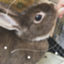 id:sleepingrabbitsora