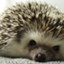 sleepyhedgehog