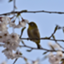 id:smejiro