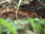id:solairo-sakura