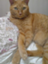 id:somacat