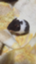 id:splitblog