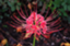 id:springshura