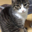stray-cat