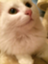 id:sugartakanori
