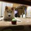 id:sugizoo